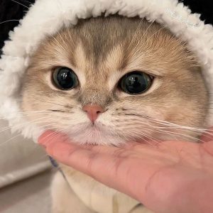 A product to test swatches plugin with variations