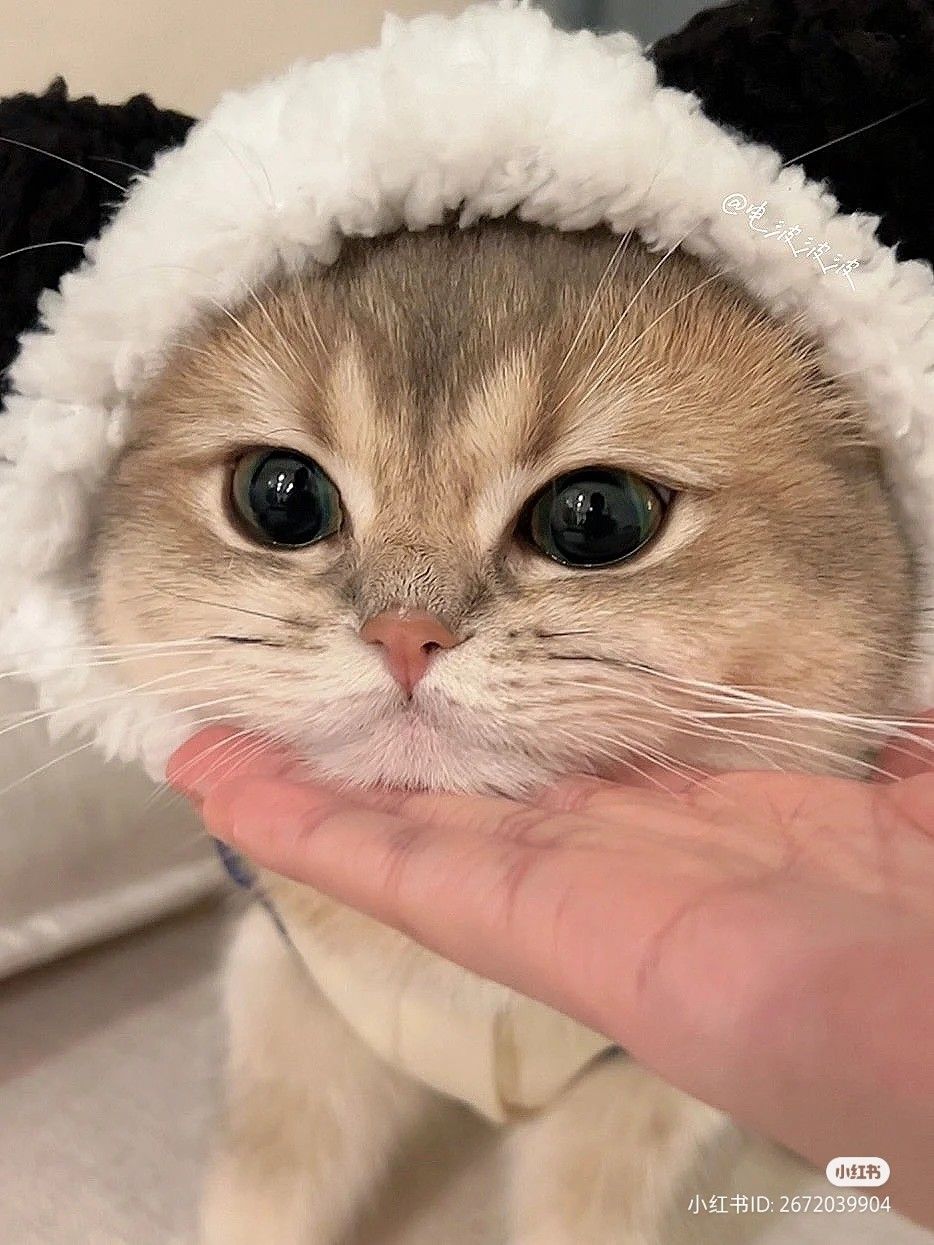 A product to test swatches plugin with variations